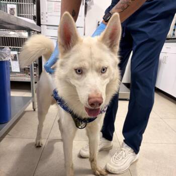 Husky Dogs Available for Adoption in Newark, New Jersey - AHNJ-Stray-46700 | PetCurious