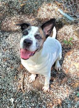 Rescue Hound and Mixed Breed Dogs for Adoption in Spartanburg, South Carolina - Roxy | PetCurious