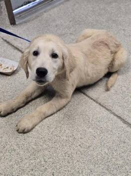 BUD -  Golden Retriever and Mixed Breed Dog for Adoption in Tallahassee, Florida - BUD | PetCurious
