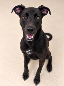 Jagger -  Terrier Dog for Adoption in Gulfport, Mississippi - Jagger | PetCurious