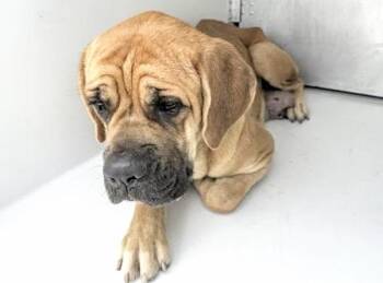 Mastiff and Mixed Breed Dogs Available for Adoption in Houston, Texas - A654205 | PetCurious