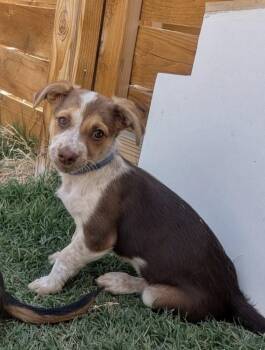 Cantara -  Chihuahua Dog for Adoption in Denver, Colorado - Cantara | PetCurious