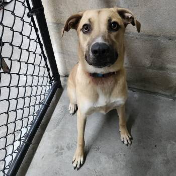 Rocco -  Labrador Retriever and Shepherd Dog for Adoption in Tampa, Florida - Rocco | PetCurious