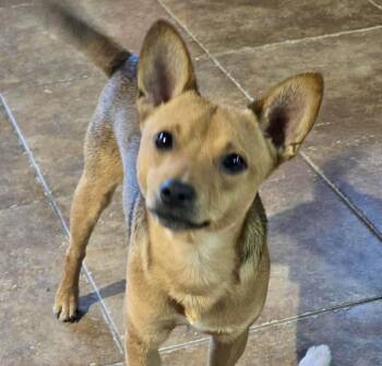 Miniature Pinscher and Chihuahua Dogs Available for Adoption in Glocester, Rhode Island - Banks | PetCurious