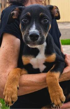 Chester Cash -  Shepherd Dog for Adoption in El Dorado, Arkansas - Chester Cash | PetCurious