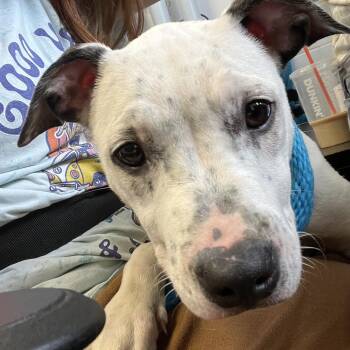 Loretta -  Pit Bull Terrier Dog for Adoption in Philadelphia, Pennsylvania - Loretta | PetCurious
