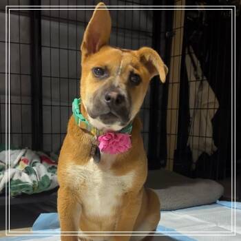 Black Mouth Cur and Mixed Breed Dogs Available for Adoption in Chandler, Arizona - Cleopatra | PetCurious