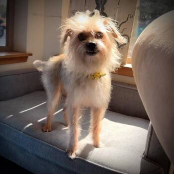 Benji -  Yorkshire Terrier and Chihuahua Dog for Adoption in Port Angeles, Washington - Benji | PetCurious