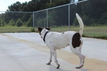 Georgia -  Mixed Breed Dog for Adoption in Jackson, Tennessee - Georgia | PetCurious