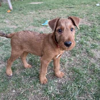 Irish Terrier Dogs Available for Adoption - Liam | PetCurious