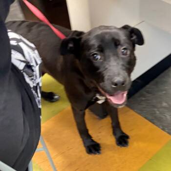 Mixed Breed Dogs Available for Adoption in Philadelphia, Pennsylvania - Astra | PetCurious