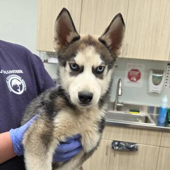 Husky Dogs Available for Adoption in Chattanooga, Tennessee - Balrog | PetCurious