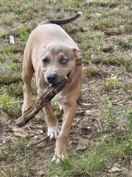 Scooby Doo -  Labrador Retriever Dog for Adoption in Manchester, Connecticut - Scooby Doo | PetCurious