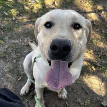 Jake -  Yellow Labrador Retriever Dog for Adoption - Jake | PetCurious