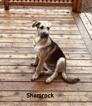 Shamrock -  German Shepherd Dog Dog Available for Adoption in Jerome, Idaho - Shamrock | PetCurious