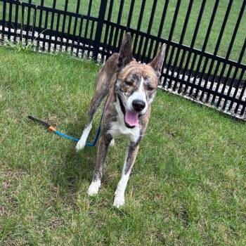 Whitley -  Akita Dog for Adoption in Fort Wayne, Indiana - Whitley | PetCurious