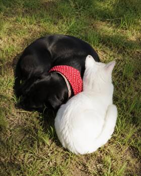Carly -  Labrador Retriever Dog for Adoption in Austin, Texas - Carly | PetCurious