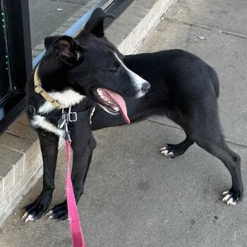 Cassidy -  Border Collie and Mixed Breed Dog for Adoption in Falls Church, Virginia - Cassidy | PetCurious