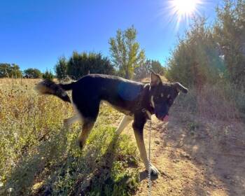 Rescue Mixed Breed Dogs for Adoption in Santa Fe, New Mexico - MAKITA | PetCurious