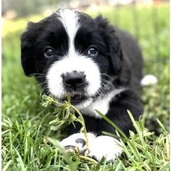 Edison -  Saint Bernard and Golden Retriever Dog for Adoption in Larkfield-wikiup, California - Edison | PetCurious