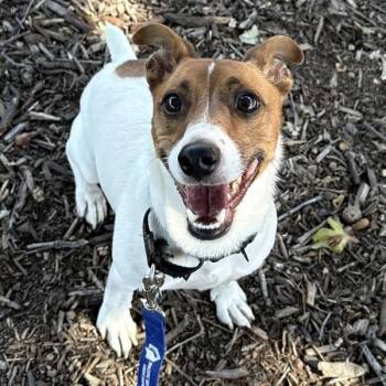 Dean -  Jack Russell Terrier Dog for Adoption in Walnut Creek, California - Dean | PetCurious