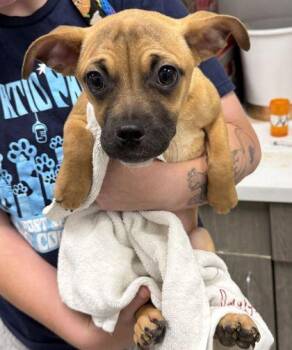 Curio -  Pug and Mixed Breed Dog for Adoption in Kansas City, Missouri - Curio | PetCurious