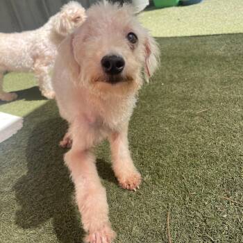 Bronze -  Poodle Dog for Adoption in Baton Rouge, Louisiana - Bronze | PetCurious