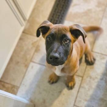Mixed Breed Dogs Available for Adoption in Hendersonville, North Carolina - Troy | PetCurious