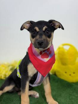 German Pinscher and Labrador Retriever Dogs Available for Adoption in Carlsbad, California - Marsha | PetCurious
