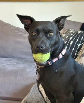 Rescue Mixed Breed Dogs for Adoption in Manhattan Beach, California - Gordy | PetCurious