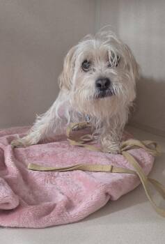 Winston -  Yorkshire Terrier and Pug Dog for Adoption - Winston | PetCurious