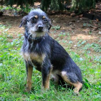 Jack -  Terrier and Mixed Breed Dog for Adoption in Versailles, Kentucky - Jack | PetCurious