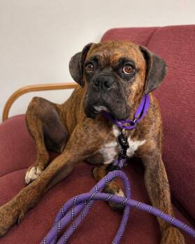 Dezzi -  Boxer Dog for Adoption in Carson City, Nevada - Dezzi | PetCurious