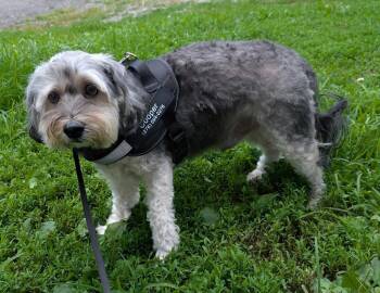 Cooper -  Yorkshire Terrier and Poodle Dog for Adoption in Westminster, Maryland - Cooper | PetCurious