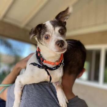 Chihuahua Dogs Available for Adoption in Ramona, California - Eloy | PetCurious
