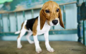Basset Hound and Beagle Dogs Available for Adoption in San Antonio, Texas - Beatrice | PetCurious