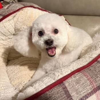 Snoopy -  Poodle Dog for Adoption in Phoenix, Arizona - Snoopy | PetCurious