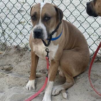 Pit Bull Terrier and Boxer Dogs Available for Adoption - NIKO | PetCurious