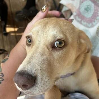 Honey Comb -  Yellow Labrador Retriever Dog for Adoption in Andover, Massachusetts - Honey Comb | PetCurious