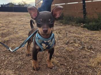 Tony -  Chihuahua Dog for Adoption in Carr, Colorado - Tony | PetCurious