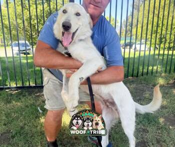 Sam the sweet Aidi guardian dog -  Akbash Dog for Adoption in Missoula, Montana - Sam The Sweet Aidi Guardian Dog | PetCurious