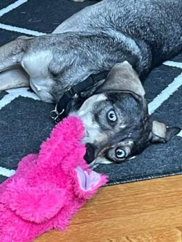 Zuli -  Husky and Mixed Breed Dog for Adoption in Albion, New York - Zuli | PetCurious