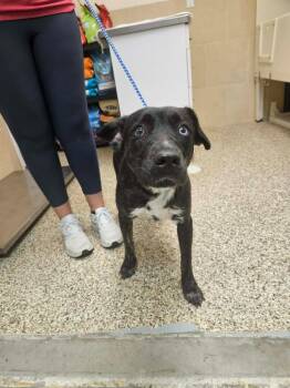 Sandy -  Mixed Breed Dog for Adoption in Pratt, Kansas - Sandy | PetCurious