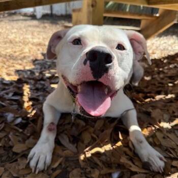 Mixed Breed Dogs Available for Adoption - Tux | PetCurious