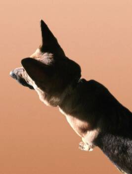 German Shepherd Dog Dogs Available for Adoption - Candy | PetCurious