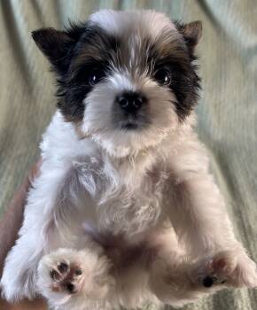 Biewer Terrier Dogs Available for Sale in Owasso, Oklahoma - Romero | PetCurious