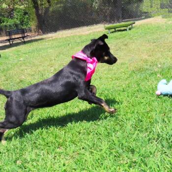 Lexi -  Australian Kelpie and Shepherd Dog for Adoption in Wadena, Minnesota - Lexi | PetCurious