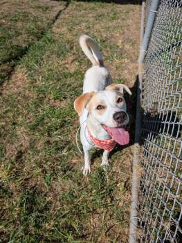 Rescue Labrador Retriever and Mixed Breed Dogs for Adoption in Houston, Texas - NOX | PetCurious