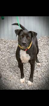 Rescue Labrador Retriever and Boxer Dogs for Adoption in Statesville, North Carolina - Darla | PetCurious