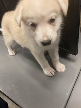 VANILLA WAFERS MARTINEZ -  Mixed Breed Dog for Adoption in Dallas, Texas - VANILLA WAFERS MARTINEZ | PetCurious
